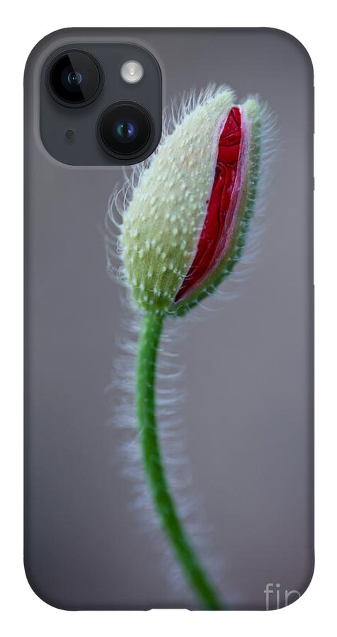 Poppy iPhone 14 Case featuring the photograph A Shot at Life by Lara Morrison