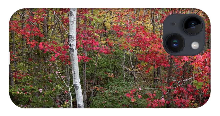 Acadia iPhone 14 Case featuring the photograph Acadia Fall Colors by Paul Schultz