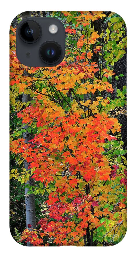 Diane Berry iPhone 14 Case featuring the photograph Adirondack Crimson by Diane E Berry