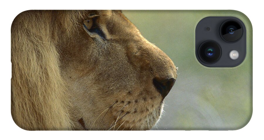 Mp iPhone 14 Case featuring the photograph African Lion Panthera Leo Male Portrait by Zssd