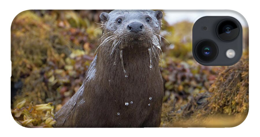 Otter iPhone 14 Case featuring the photograph Alert Female Otter by Pete Walkden