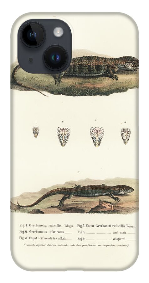 Alligator Lizards iPhone 14 Case featuring the drawing Alligator Lizards from Mexico by Friedrich August Schmidt