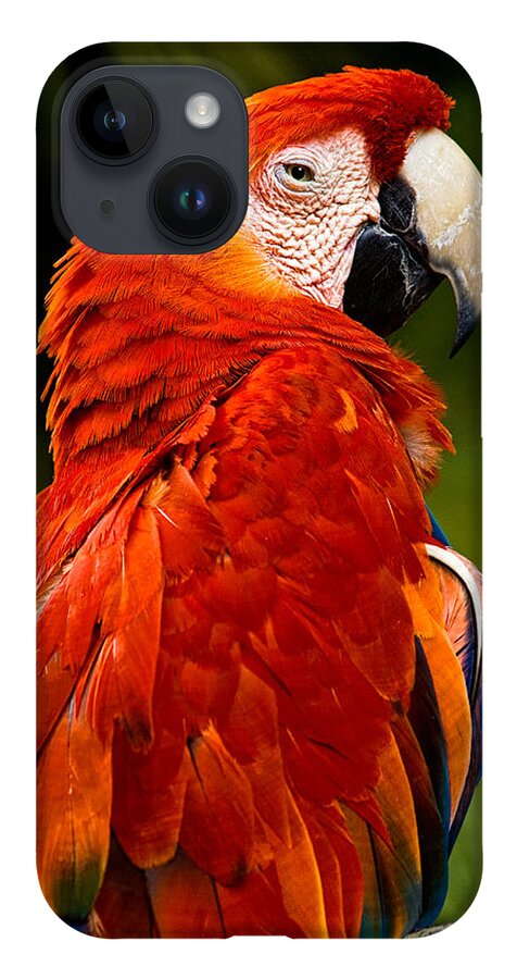 Bird iPhone Case featuring the photograph Aloof In Red by Christopher Holmes