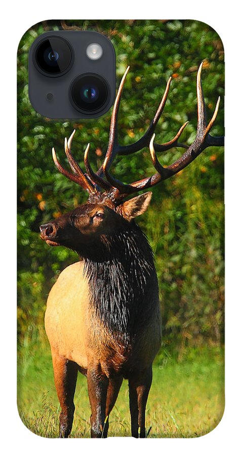 Bull Elk iPhone Case featuring the photograph Alpha Bull Elk in Boxley Valley by Michael Dougherty
