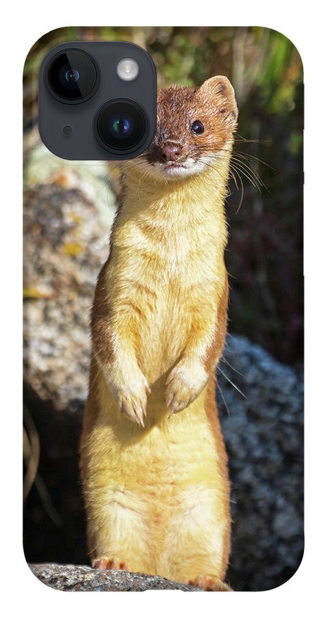Long-tailed Weasel iPhone 14 Case featuring the photograph Alpine Tundra Weasel #3 by Mindy Musick King