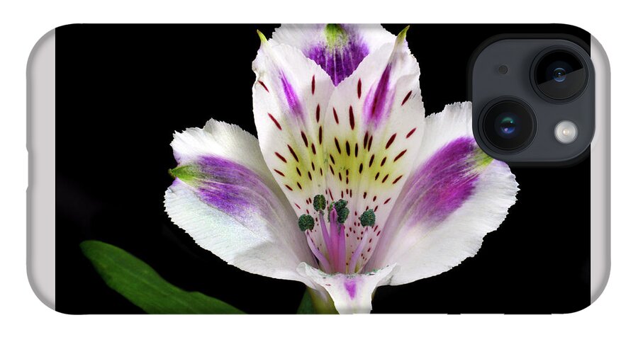 Peruvian Lily iPhone 14 Case featuring the photograph Alstroemeria Portrait. by Terence Davis