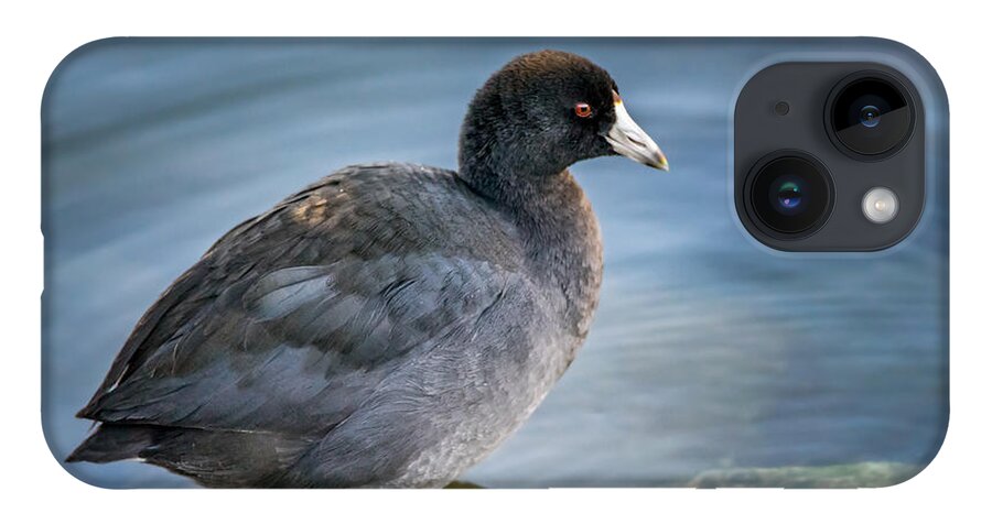 Bird iPhone 14 Case featuring the photograph American Coot by Wild Fotos