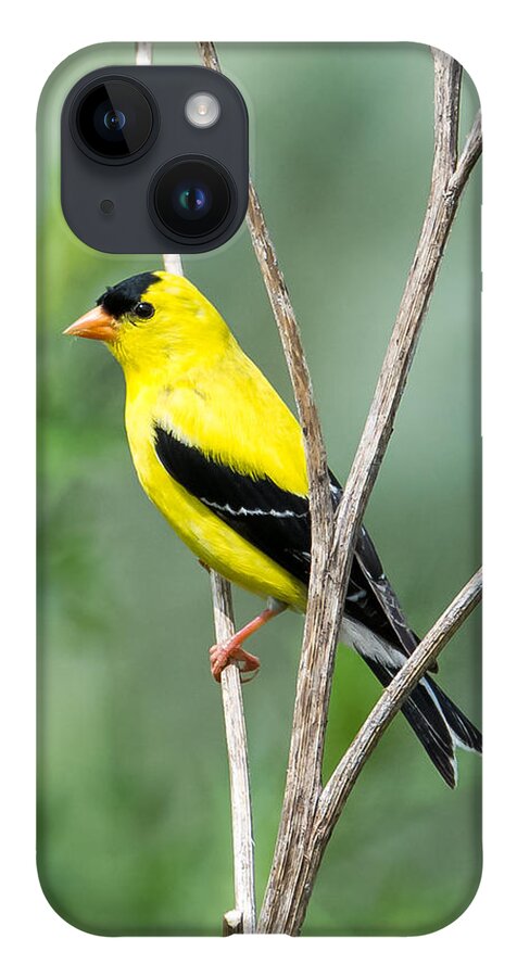 American Goldfinch iPhone 14 Case featuring the photograph American Goldfinch  by Holden The Moment