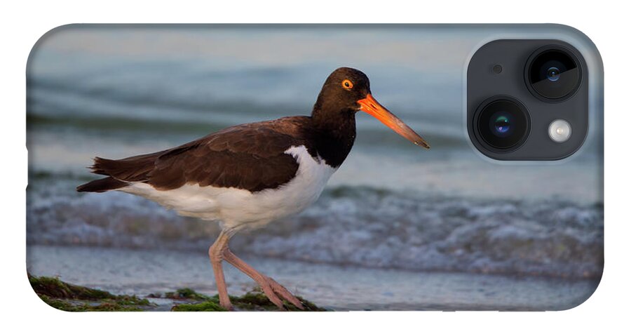 American iPhone 14 Case featuring the photograph American Oystercatcher at Sunset by Artful Imagery