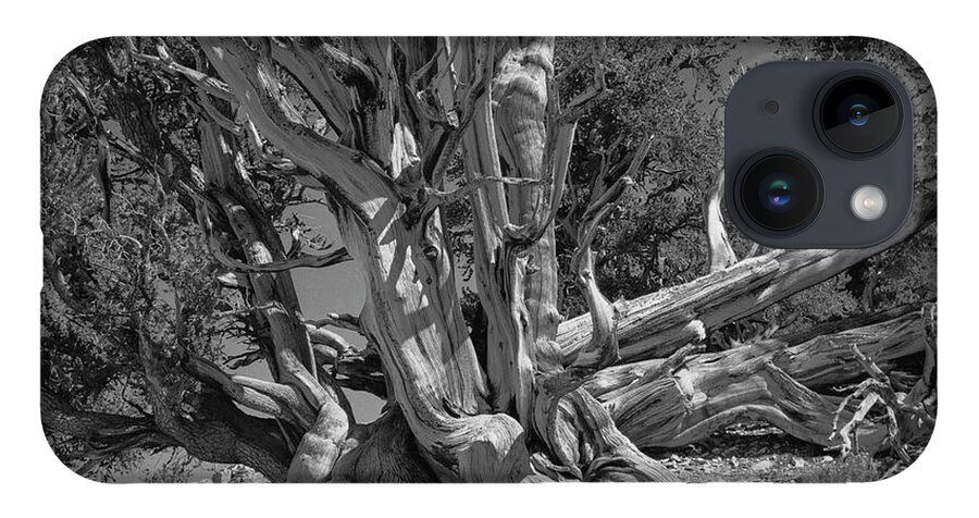 Bristlecone Pine iPhone Case featuring the photograph Ancient Bristlecone Pine Tree, Composition 5 BW, Inyo National Forest, White Mountains, California by Kathy Anselmo