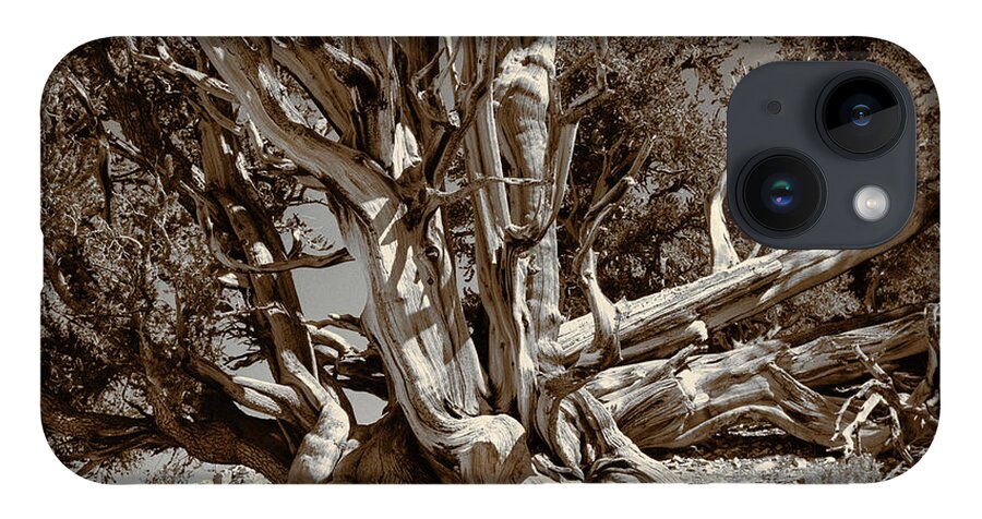 Bristlecone Pine iPhone Case featuring the photograph Ancient Bristlecone Pine Tree, Composition 5 sepia tone, Inyo National Forest, California by Kathy Anselmo