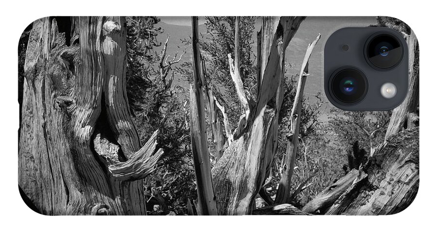 Bristlecone Pine iPhone Case featuring the photograph Ancient Bristlecone Pine Tree, Composition 8, Inyo National Forest, White Mountains, California by Kathy Anselmo