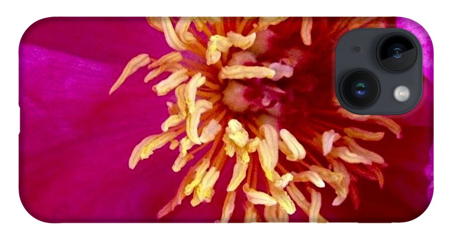 Beauty iPhone 14 Case featuring the photograph Anemone by Denise Railey