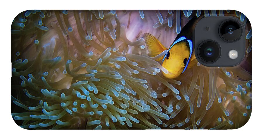 Bora Bora iPhone 14 Case featuring the photograph Anemonefish by Doug Sturgess