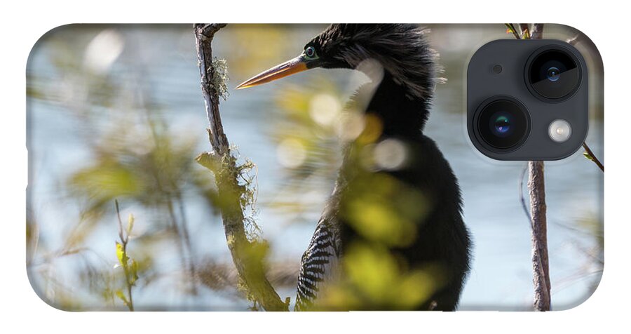 Anhinga iPhone Case featuring the photograph Anhinga 3 March 2018 by D K Wall