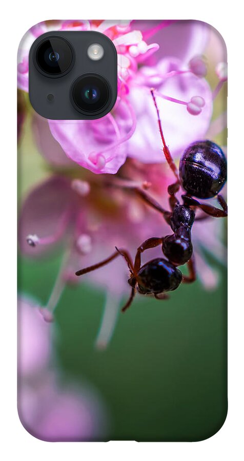 Ant On The Pink Flower iPhone 14 Case featuring the photograph Ant on the pink flower by Lilia D
