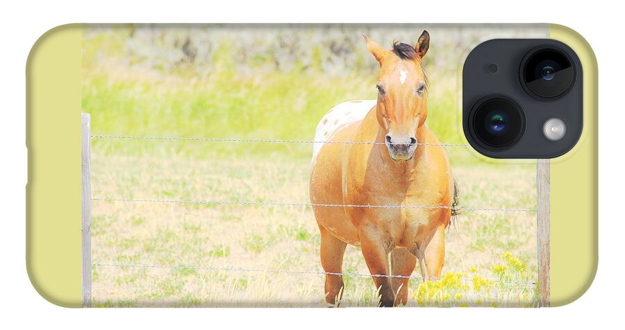 Horse iPhone Case featuring the photograph Appaloosa by Merle Grenz