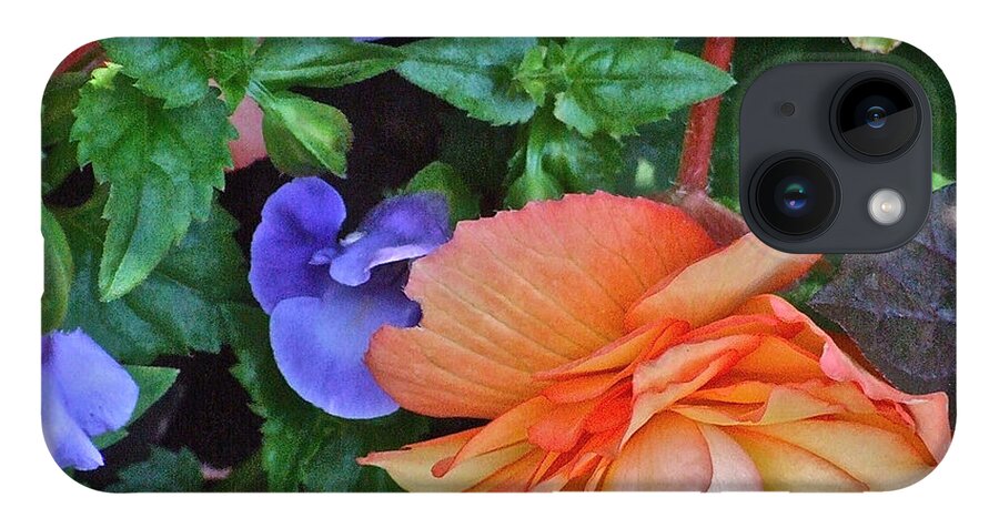 Begonia. Garden Flower iPhone 14 Case featuring the photograph Apricot Begonia 1 by Janis Senungetuk