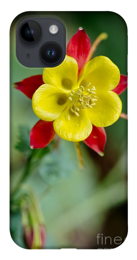 Flowers iPhone Case featuring the photograph Aquilegia by Elena Perelman