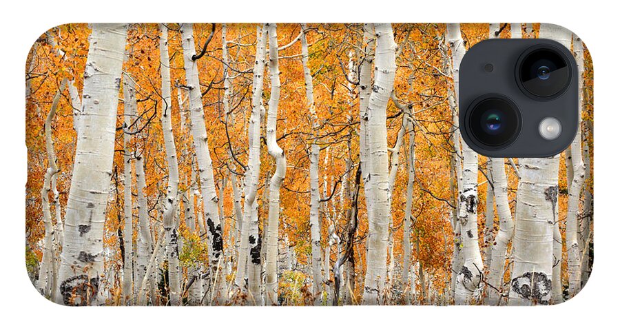 Aspen iPhone 14 Case featuring the photograph Aspen Forest in Fall by Brett Pelletier
