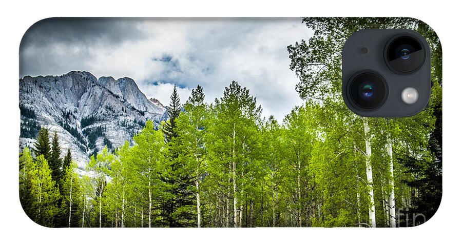 Aspen Trees iPhone 14 Case featuring the photograph Aspen Trees Canadian Rockies by Blake Webster