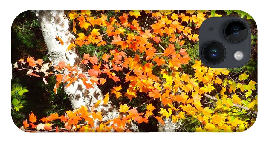 Autumn iPhone Case featuring the photograph Autumn Maple by Barbara Von Pagel