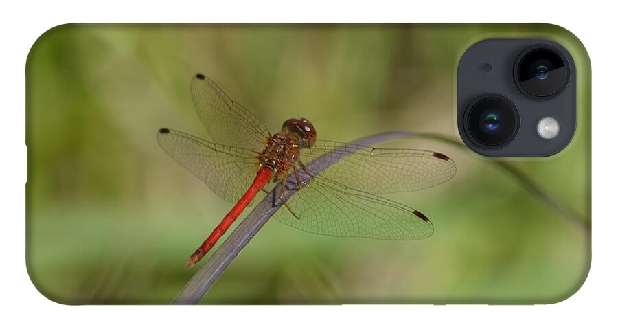 Autumn Meadowhawk iPhone 14 Case featuring the photograph Autumn Meadowhawk by Randy Bodkins