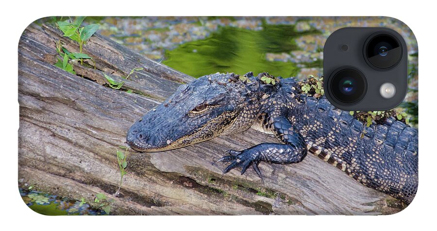 Alligator iPhone 14 Case featuring the photograph Baby Alligator Resting on a Log by Artful Imagery