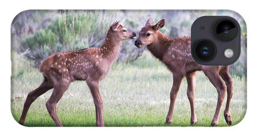 Elk iPhone 14 Case featuring the photograph Baby Elk by Wesley Aston