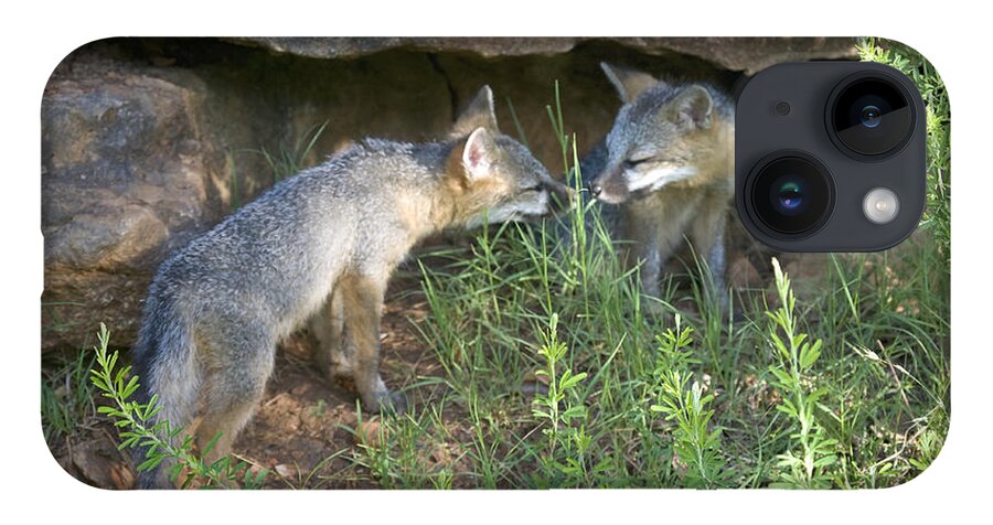 Baby Gray Fox iPhone 14 Case featuring the photograph Baby Gray Fox Nuzzling by Michael Dougherty