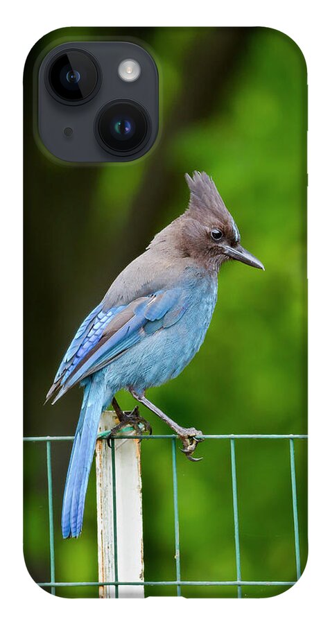 Mark Miller Photos iPhone 14 Case featuring the photograph Backyard Stellar's Jay by Mark Miller