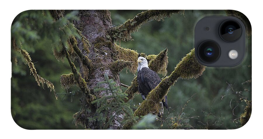 Eagle iPhone 14 Case featuring the photograph Bald Eagle in Tree of Moss by Bill Cubitt