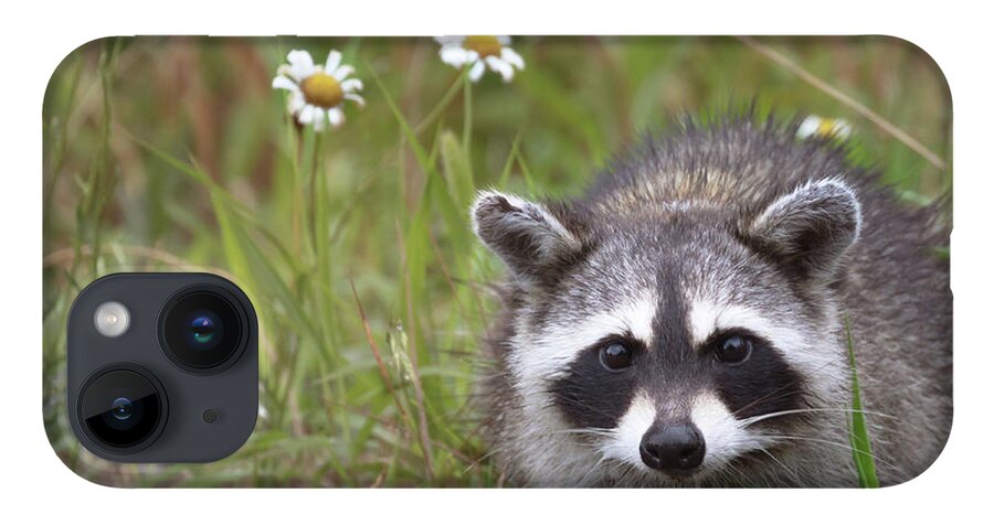 Raccoon iPhone 14 Case featuring the photograph Bandit Buddy by Susan Rissi Tregoning