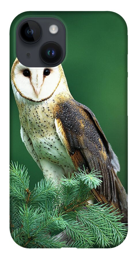 Mp iPhone 14 Case featuring the photograph Barn Owl Tyto Alba Portrait, Hudson by Tom Vezo