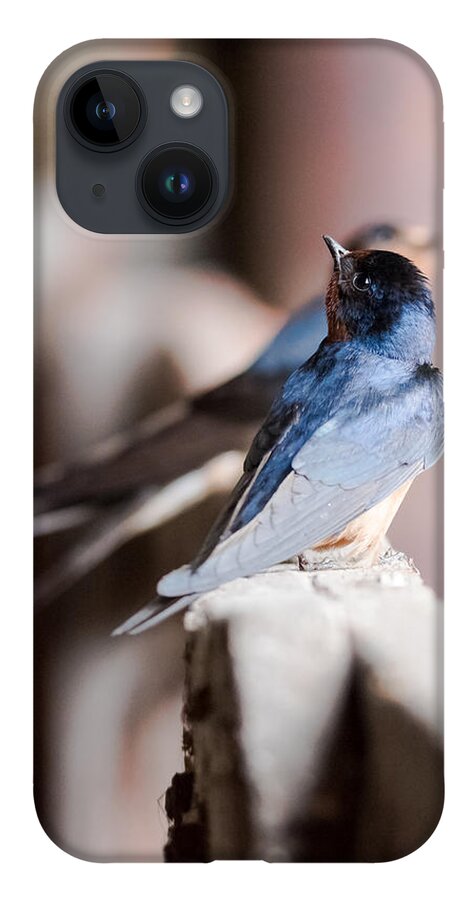 Barn Swallows iPhone 14 Case featuring the photograph Barn Swallows by Holden The Moment
