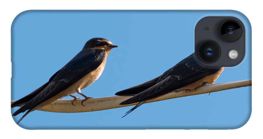 Barn Swallows iPhone Case featuring the photograph Barn Swallows by Holden The Moment