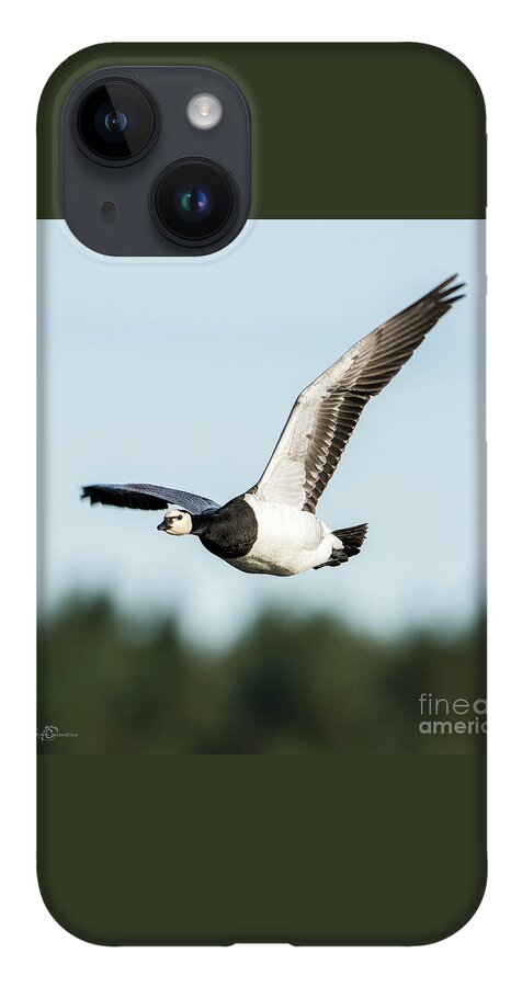 Barnacle Goose iPhone 14 Case featuring the photograph Barnacle Goose square by Torbjorn Swenelius