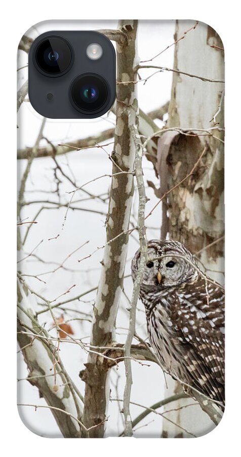 Owl iPhone 14 Case featuring the photograph Barred Owl by Holly Ross