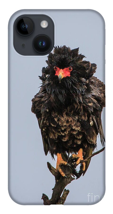 Bateleur Eagle iPhone 14 Case featuring the photograph Bateleur Eagle by Jennifer Ludlum