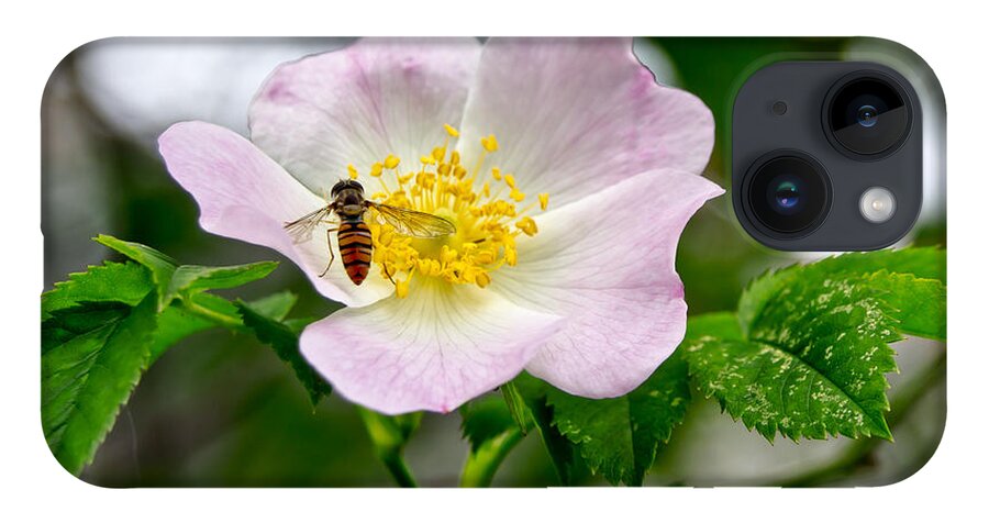 Wild Rose iPhone 14 Case featuring the photograph Be my guests. by Elena Perelman