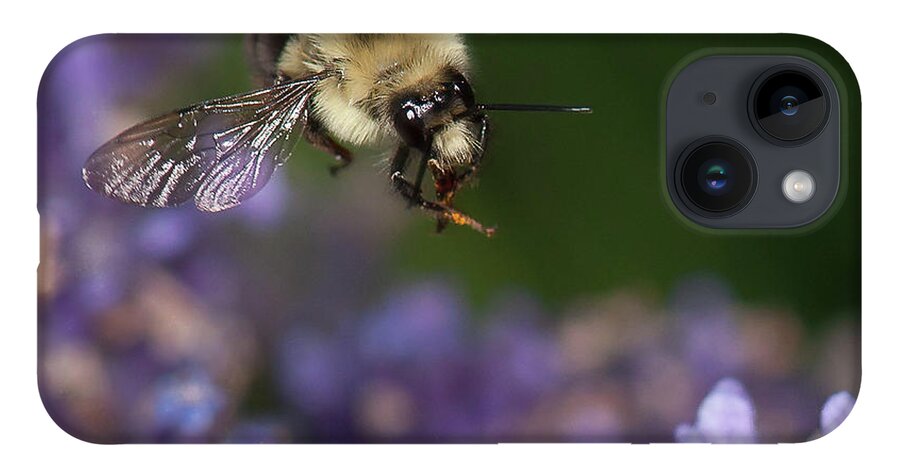 Bumblebee iPhone 14 Case featuring the photograph Bee approaches lavender by Len Romanick