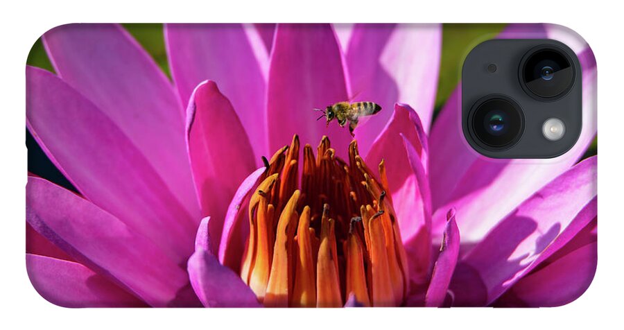 Bee iPhone 14 Case featuring the photograph Bee Hovering Over Pink Water Lily by Artful Imagery