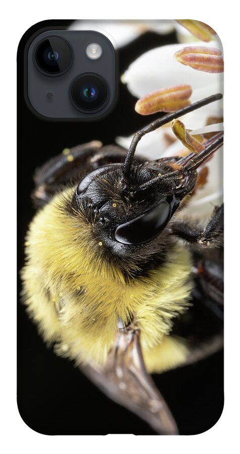  Outside Outdoors Nature Natural Light Closeup Close Up Close-up Ma Mass Massachusetts New England Newengland U.s.a. Usa Brian Hale Brianhalephoto Kolarivision Flower Botany Botanical Garden Macro Bee Bees Apiary Guacfuser iPhone 14 Case featuring the photograph Bee Macro 1 by Brian Hale