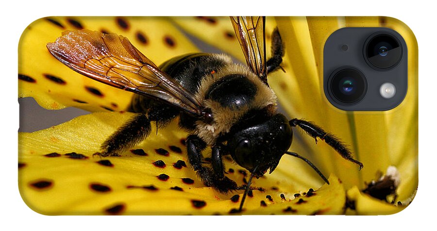 Insect iPhone 14 Case featuring the photograph Bee on a Lily by William Selander