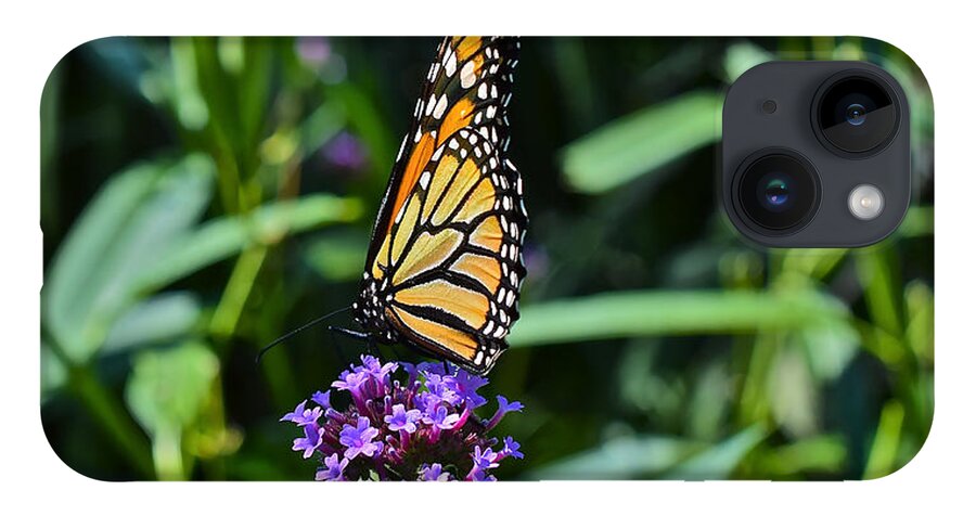 Monarch Butterflies iPhone 14 Case featuring the photograph Beginning September Monarch by Janis Senungetuk