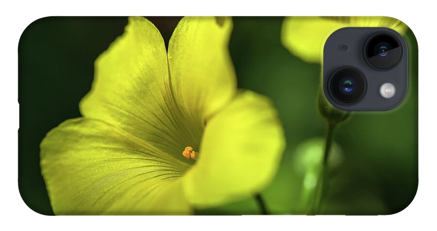 Flower iPhone 14 Case featuring the photograph Bermuda-Buttercup 2 by Jonathan Nguyen