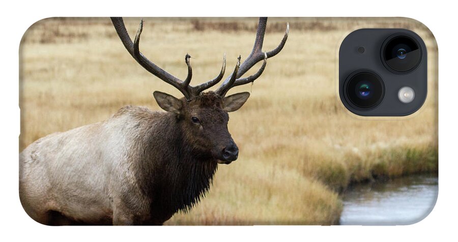 Elk iPhone Case featuring the photograph Big Bull Elk by Wesley Aston