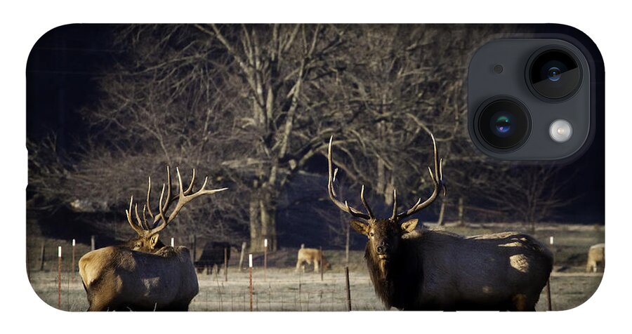 Big Bull Elk iPhone 14 Case featuring the photograph Big Bulls at Sunrise in Boxley Valley by Michael Dougherty