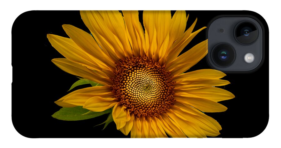 Art iPhone 14 Case featuring the photograph Big Sunflower by Debra and Dave Vanderlaan