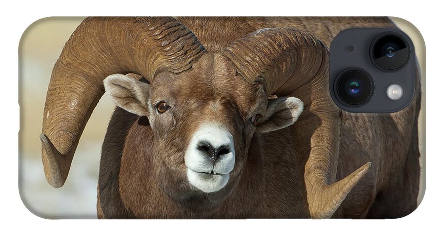 Mark Miller Photos iPhone 14 Case featuring the photograph Bighorn Ram in Montana by Mark Miller